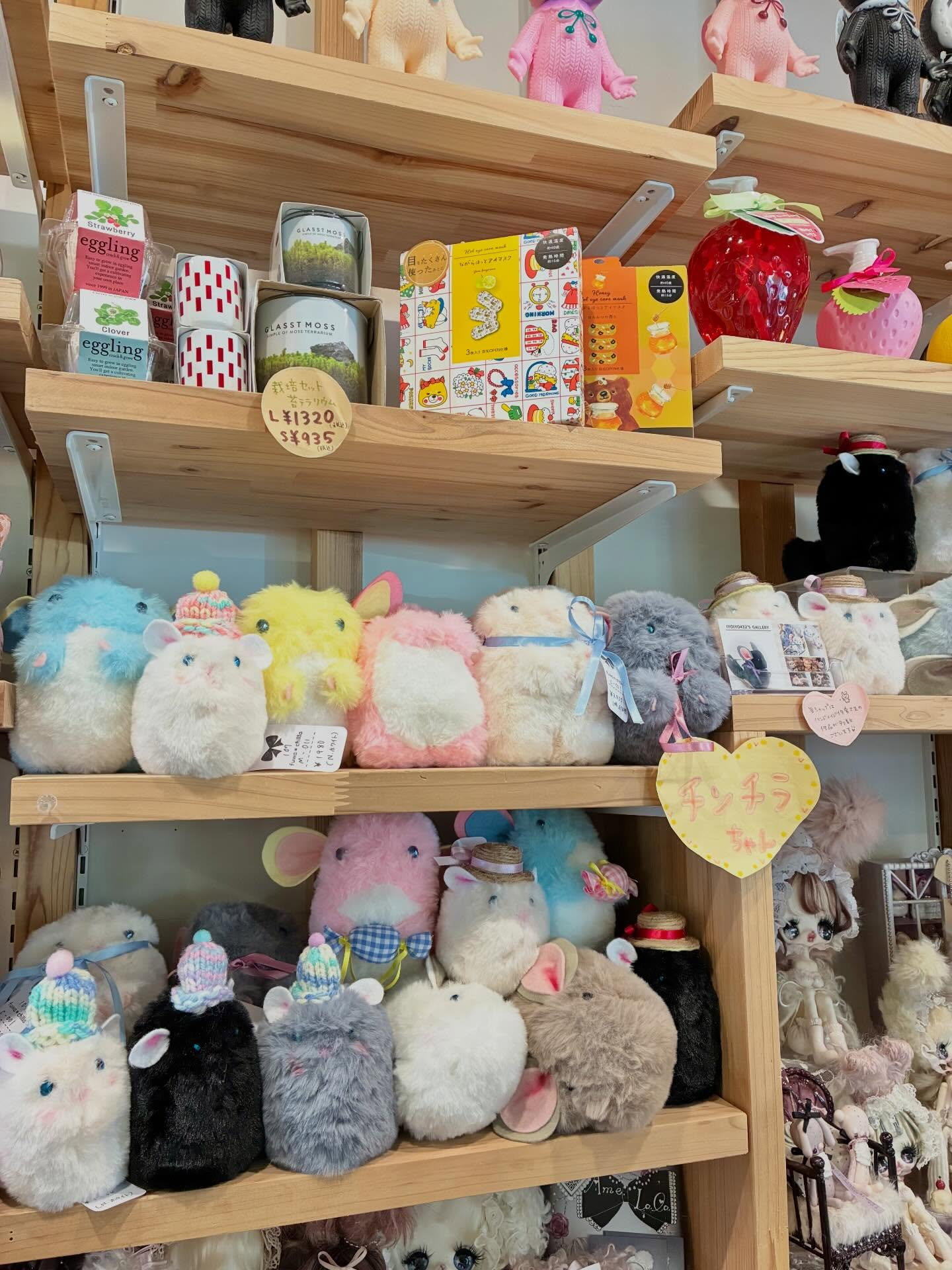 チンチラちゃん🌼入荷しました🌈