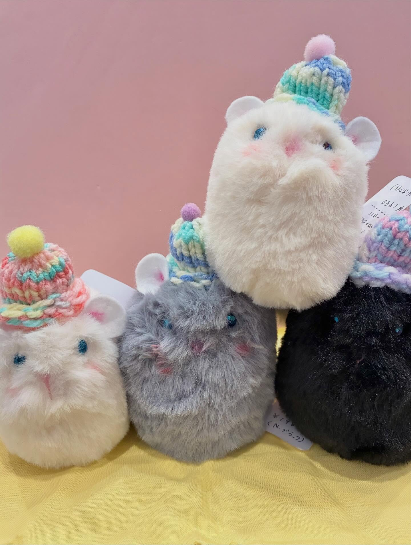 チンチラちゃん🌼入荷しました🌈